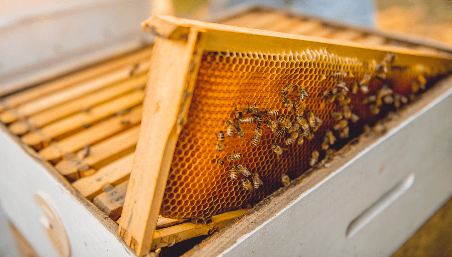 Festà del papà: idea regalo alveare Festà del papà: idea regalo alveare