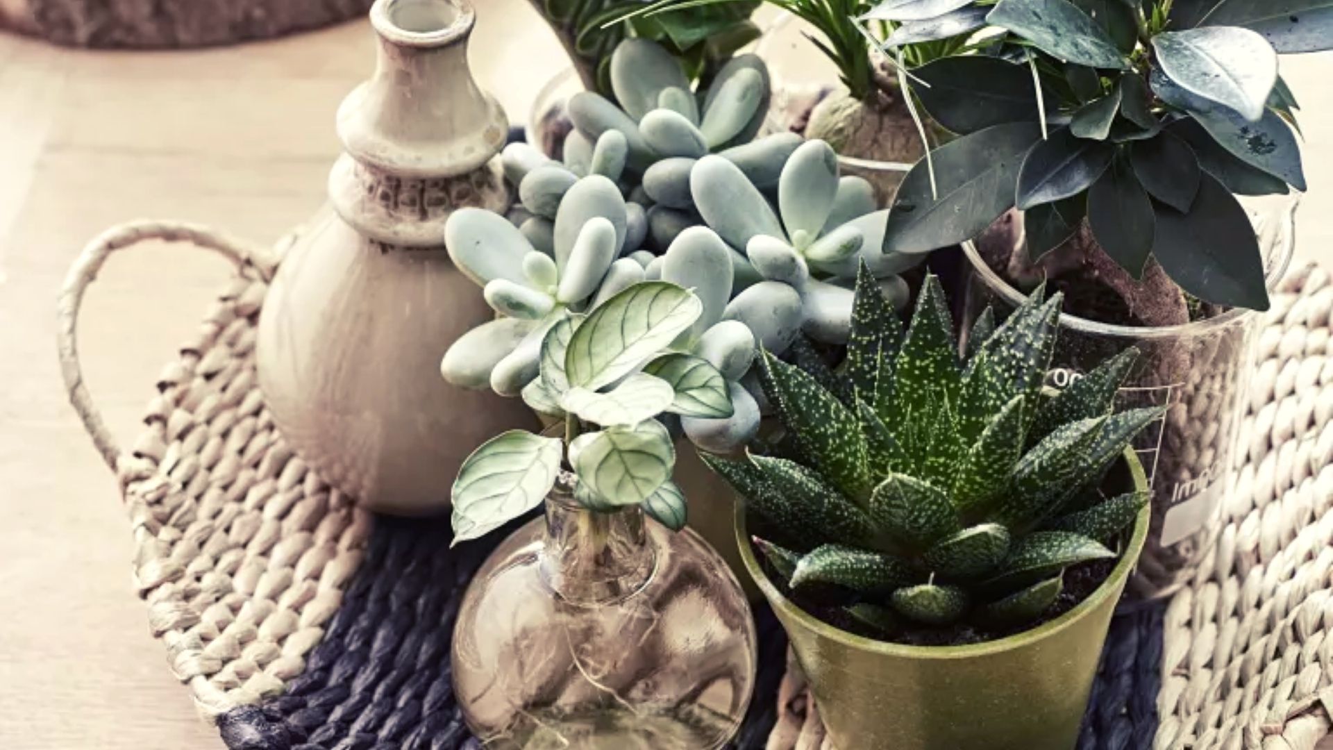 centrotavola con piante grasse