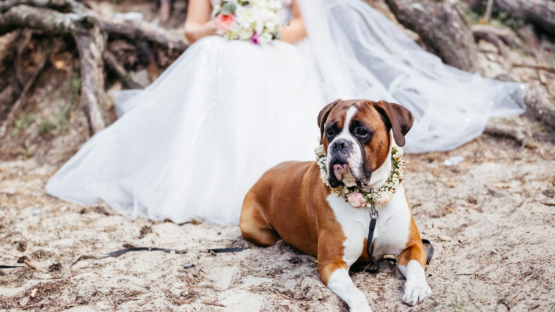 coinvolgere il cane durante il Matrimonio